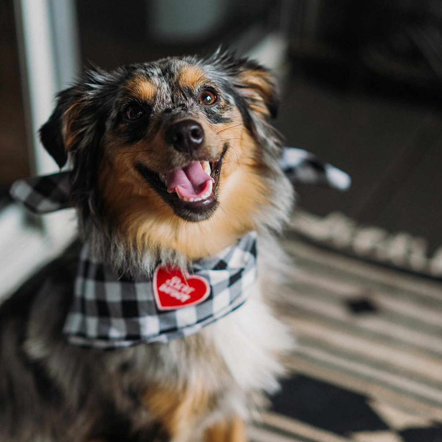 Best Buddy iron-on patch for dogs