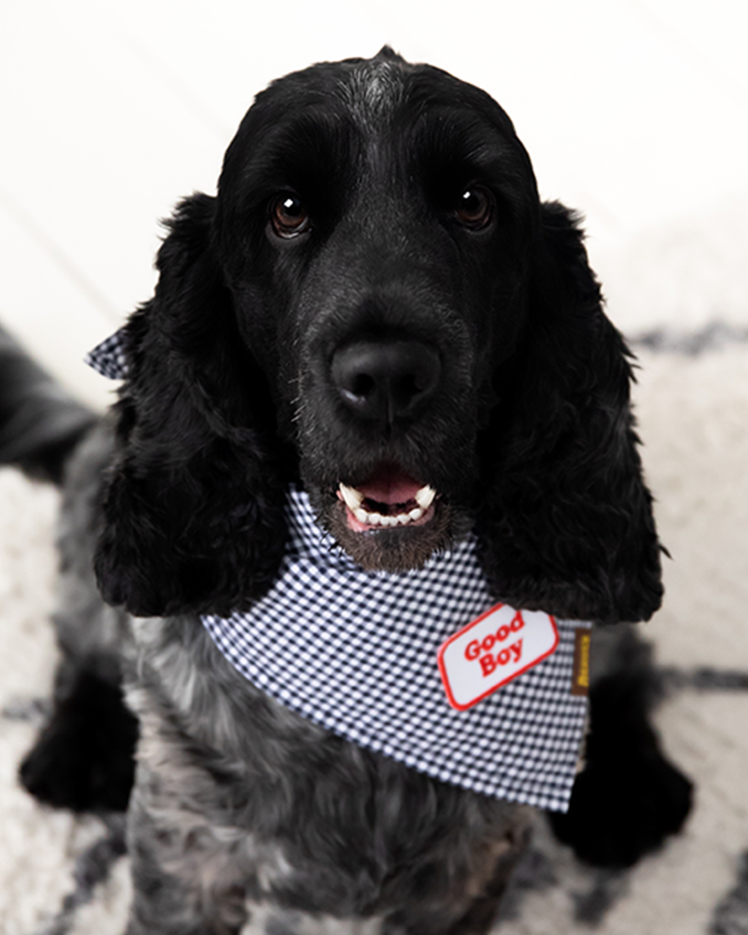 Good Boy iron-on patch for dogs
