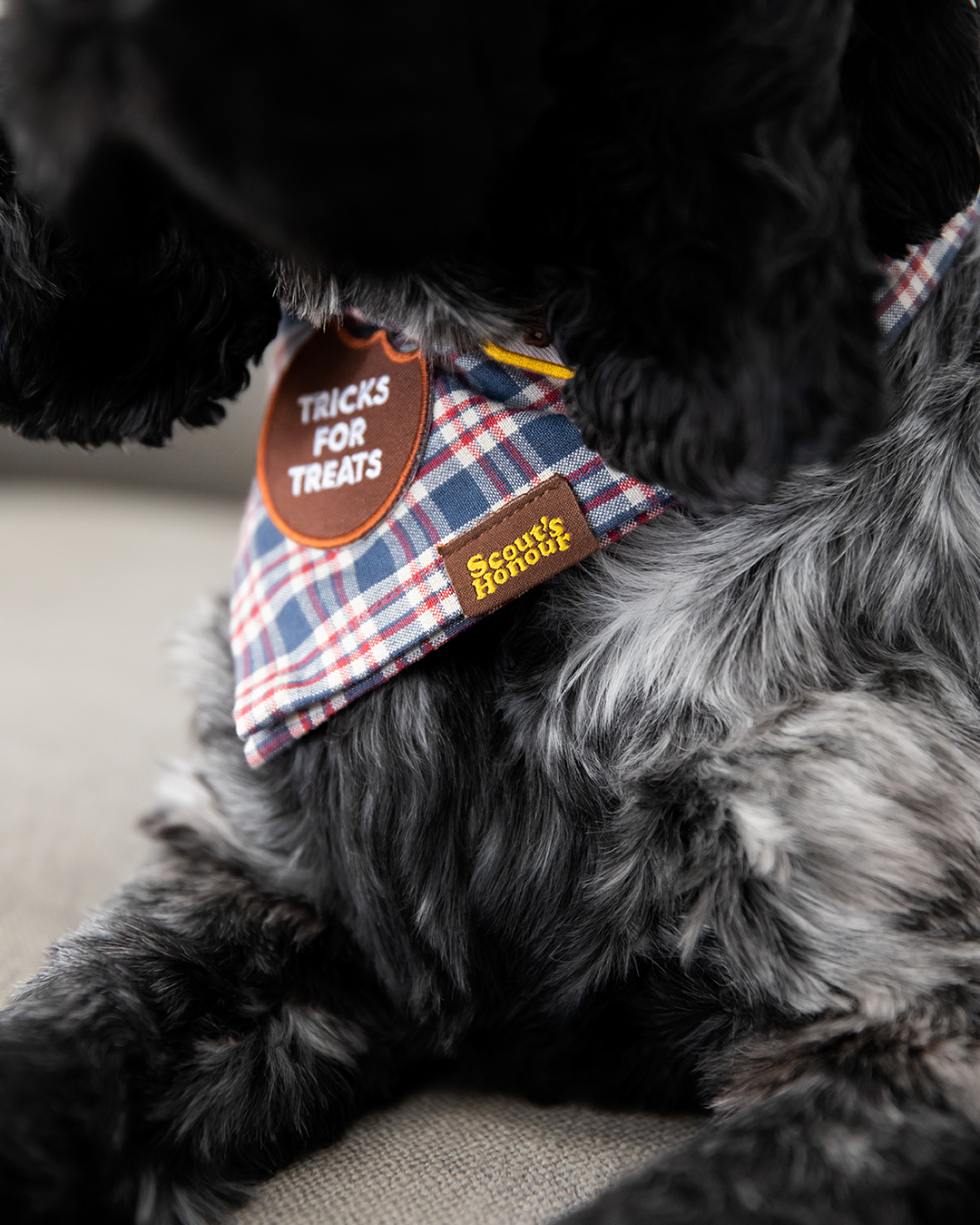Tricks for Treats iron-on patch for dogs
