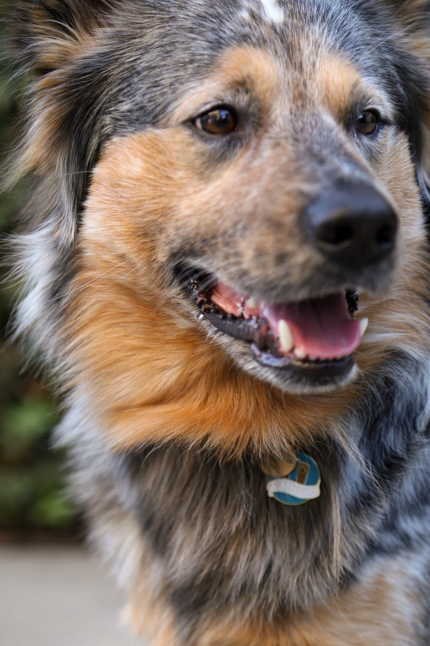 Pawsitivity Pet ID Tag