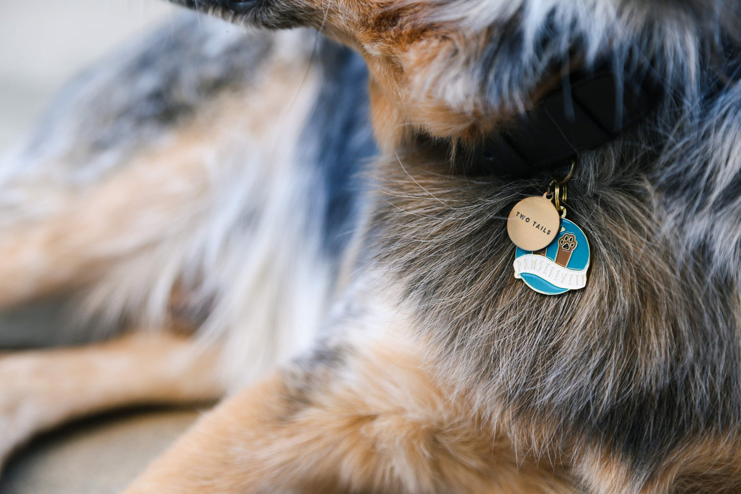 Pawsitivity Pet ID Tag