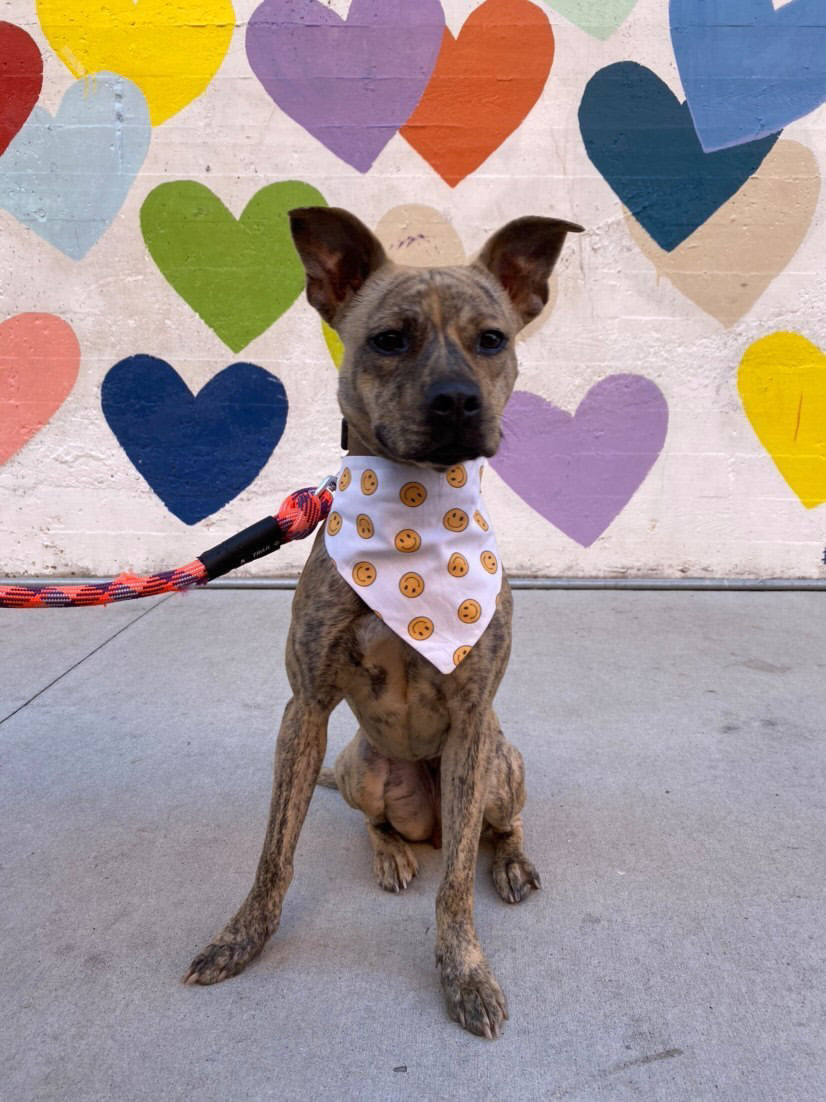 The office outlet dog bandana