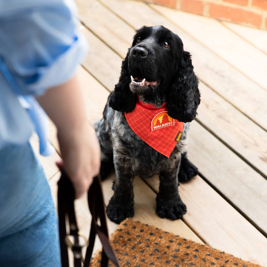Walkies iron-on patch for dogs