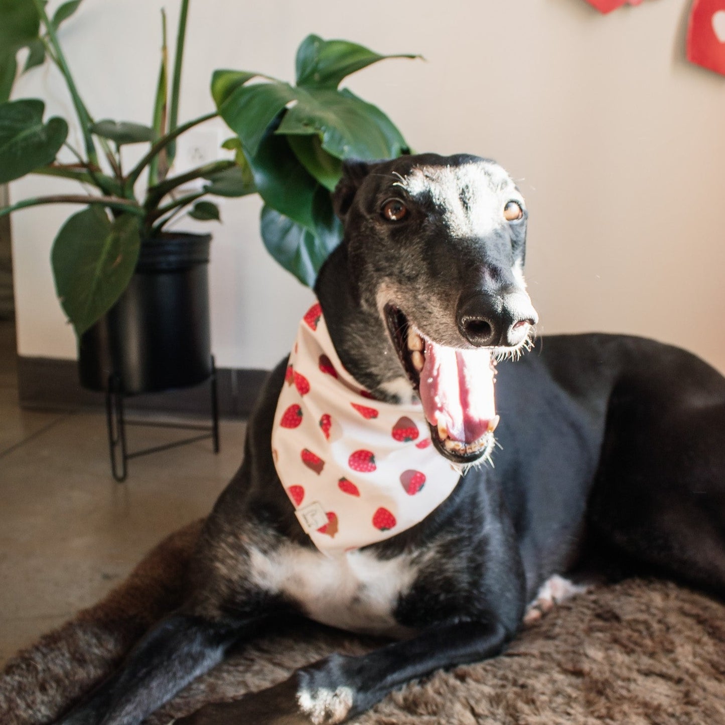 Chocolate Strawberry Bandana