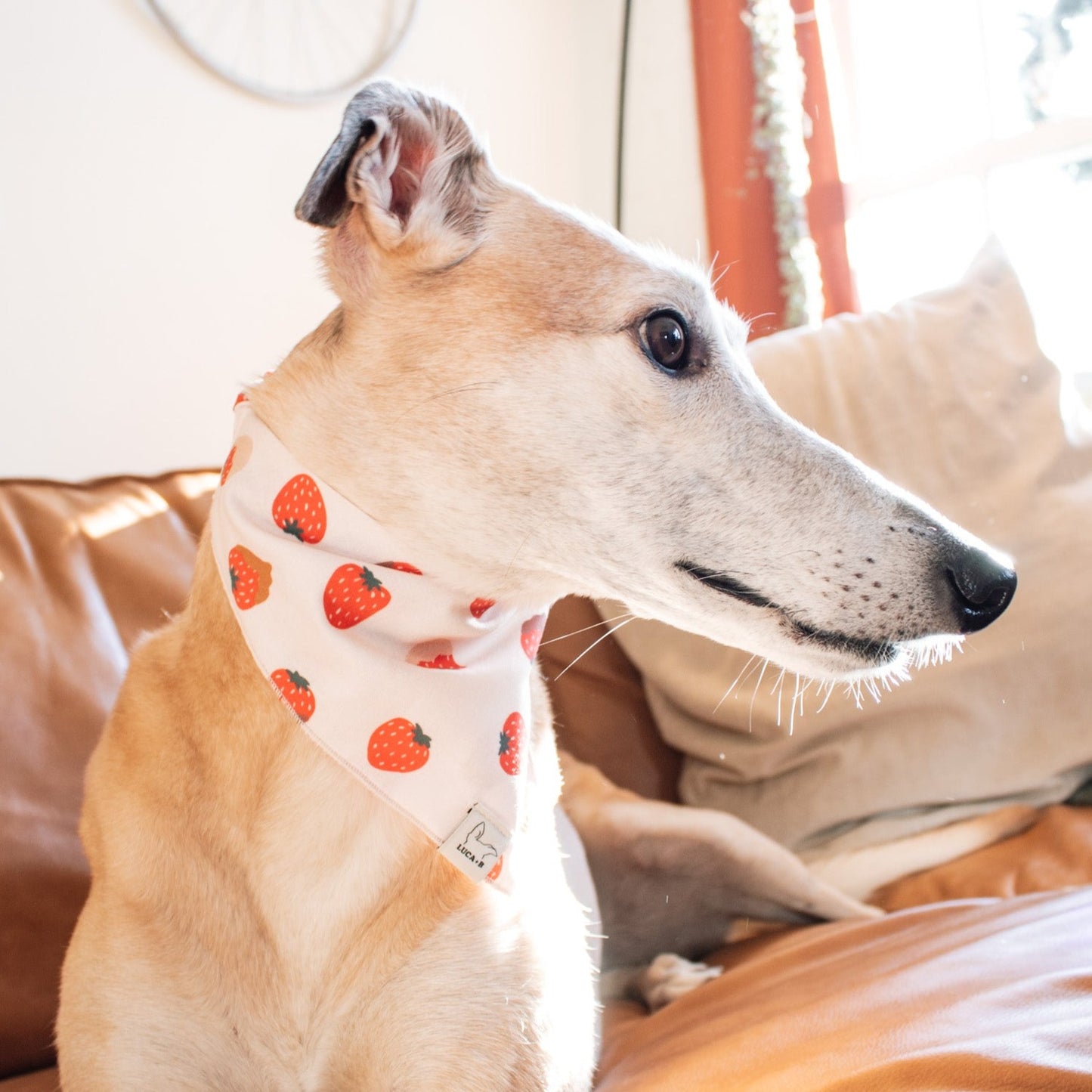 Chocolate Strawberry Bandana