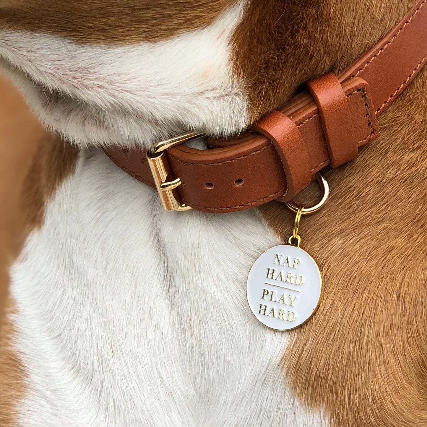 Nap Hard Play Hard Pet ID Tag